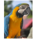 Madárbemutató (Földesi Madársuli) class=