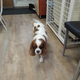 Állatasszisztált foglalkozás class=