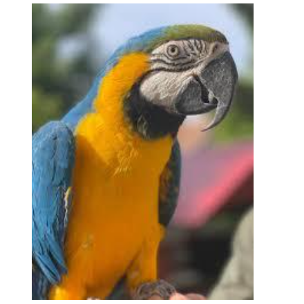 Madárbemutató (Földesi Madársuli)